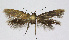  (Scythris aerariella - KBE 2018221)  @11 [ ] Creative Commons  Attribution Non-Commercial Share-Alike (2018) Kai Berggren NTNU University Museum, Department of Natural History