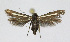  (Scythris albostriata - KBE 2018235)  @11 [ ] Creative Commons  Attribution Non-Commercial Share-Alike (2018) Kai Berggren NTNU University Museum, Department of Natural History