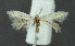  (Bucculatrix cf. pannonica - KBE 2018402)  @14 [ ] Creative Commons  Attribution Non-Commercial Share-Alike (2018) Kai Berggren NTNU University Museum, Department of Natural History