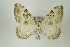 ( - NHMO-DAR-8211)  @13 [ ] CreativeCommons - Attribution Non-Commercial Share-Alike (2016) Unspecified University of Oslo, Natural History Museum