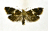  ( - NHMO-DAR-10295)  @13 [ ] CreativeCommons - Attribution Non-Commercial Share-Alike (2016) Unspecified University of Oslo, Natural History Museum