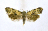  ( - NHMO-DAR-10303)  @13 [ ] CreativeCommons - Attribution Non-Commercial Share-Alike (2016) Unspecified University of Oslo, Natural History Museum