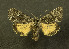  ( - NHMO-DAR-12086)  @13 [ ] CreativeCommons - Attribution Non-Commercial Share-Alike (2017) Unspecified University of Oslo, Natural History Museum