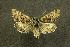  ( - NHMO-DAR-12083)  @13 [ ] CreativeCommons - Attribution Non-Commercial Share-Alike (2017) Unspecified University of Oslo, Natural History Museum