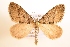  ( - NHMO-DAR-1421)  @14 [ ] No Rights Reserved (2014) Arild Johnsen University of Oslo, Natural History Museum