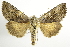  ( - NHMO-DAR-1438)  @14 [ ] No Rights Reserved (2014) Arild Johnsen University of Oslo. Natural History Museum