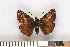  ( - NHMO Lep2011.019)  @13 [ ] Unspecified (default): All Rights Reserved  Unspecified Unspecified
