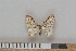  ( - NHMO Lep2011.040)  @13 [ ] Unspecified (default): All Rights Reserved  Unspecified Unspecified