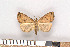  ( - NHMO Lep2011.049)  @14 [ ] Unspecified (default): All Rights Reserved  Unspecified Unspecified