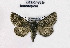  ( - NHMO-DAR-6486)  @13 [ ] Copyright (2016) Unspecified University of Oslo, Natural History Museum