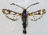  ( - NHMO-DAR-13726)  @11 [ ] CreativeCommons - Attribution Non-Commercial Share-Alike (2017) Unspecified University of Oslo, Natural History Museum