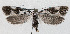  ( - NHMO-DAR-13729)  @13 [ ] CreativeCommons - Attribution Non-Commercial Share-Alike (2017) Unspecified University of Oslo, Natural History Museum