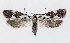  ( - NHMO-DAR-13730)  @13 [ ] CreativeCommons - Attribution Non-Commercial Share-Alike (2017) Unspecified University of Oslo, Natural History Museum