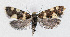  ( - NHMO-DAR-13731)  @11 [ ] CreativeCommons - Attribution Non-Commercial Share-Alike (2017) Unspecified University of Oslo, Natural History Museum