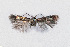  ( - NHMO-DAR-13738)  @11 [ ] CreativeCommons - Attribution Non-Commercial Share-Alike (2017) Unspecified University of Oslo, Natural History Museum