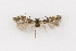  ( - NHMO-DAR-14119)  @11 [ ] CreativeCommons - Attribution Non-Commercial Share-Alike (2017) Unspecified University of Oslo, Natural History Museum