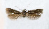  ( - NHMO-DAR-12675)  @11 [ ] CreativeCommons - Attribution Non-Commercial Share-Alike (2017) Unspecified University of Oslo, Natural History Museum