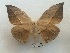  ( - EL6130)  @14 [ ] Copyright (2017) Rodolphe Rougerie Muséum national d'Histoire naturelle, Paris