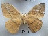  ( - EL6186)  @11 [ ] Copyright (2017) Rodolphe Rougerie Muséum national d'Histoire naturelle, Paris