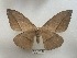  ( - EL6244)  @13 [ ] Copyright (2017) Rodolphe Rougerie Muséum national d'Histoire naturelle, Paris
