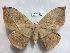  ( - EL6317)  @11 [ ] Copyright (2017) Rodolphe Rougerie Muséum national d'Histoire naturelle, Paris
