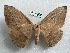  ( - EL6326)  @11 [ ] Copyright (2017) Rodolphe Rougerie Muséum national d'Histoire naturelle, Paris
