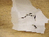  (Campylopus atrovirens - CCDB-21453 H4)  @11 [ ] CreativeCommons - Attribution Non-Commercial Share-Alike (2014) NTNU University Museum, Department of Natural History NTNU University Museum, Department of Natural History