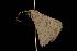  (Dichromodes sp. 1 - 04HBL004372)  @14 [ ] CreativeCommons - Attribution (2010) Unspecified Centre for Biodiversity Genomics