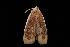  (Cryptophasa russata PS3 - 04HBL004401)  @13 [ ] CreativeCommons - Attribution (2010) Unspecified Centre for Biodiversity Genomics