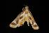  ( - Moth 010.03CC)  @13 [ ] CreativeCommons - Attribution (2010) Unspecified Centre for Biodiversity Genomics