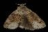  ( - Moth 037.03CC)  @12 [ ] CreativeCommons - Attribution (2010) Unspecified Centre for Biodiversity Genomics