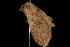  ( - Moth 040.03CC)  @13 [ ] CreativeCommons - Attribution (2010) Unspecified Centre for Biodiversity Genomics
