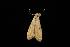  ( - Moth 106.03CC)  @13 [ ] CreativeCommons - Attribution (2010) Unspecified Centre for Biodiversity Genomics