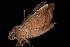 ( - Moth 205.03CC)  @14 [ ] CreativeCommons - Attribution (2010) Unspecified Centre for Biodiversity Genomics