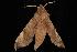  ( - Moth 049.03CL)  @13 [ ] CreativeCommons - Attribution (2010) Unspecified Centre for Biodiversity Genomics