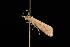  (Chilo crossostichus - Moth 007.03CL)  @13 [ ] CreativeCommons - Attribution (2010) Unspecified Centre for Biodiversity Genomics