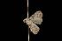  ( - Moth 042.03CL)  @12 [ ] CreativeCommons - Attribution (2010) Unspecified Centre for Biodiversity Genomics