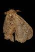  ( - Moth 051.03CL)  @12 [ ] CreativeCommons - Attribution (2010) Unspecified Centre for Biodiversity Genomics