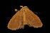  ( - Moth 101.03CL)  @12 [ ] CreativeCommons - Attribution (2010) Unspecified Centre for Biodiversity Genomics