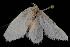  ( - Moth 108.03CL)  @12 [ ] CreativeCommons - Attribution (2010) Unspecified Centre for Biodiversity Genomics