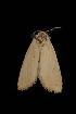  ( - Moth 228.01LZ)  @12 [ ] CreativeCommons - Attribution (2010) Unspecified Centre for Biodiversity Genomics