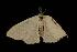  ( - Moth 239.01LZ)  @13 [ ] CreativeCommons - Attribution (2010) Unspecified Centre for Biodiversity Genomics