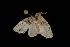 ( - Moth 290.01LZ)  @12 [ ] CreativeCommons - Attribution (2010) Unspecified Centre for Biodiversity Genomics