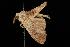  ( - Moth 310.01LZ)  @13 [ ] CreativeCommons - Attribution (2010) Unspecified Centre for Biodiversity Genomics