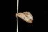  ( - Moth 145.03CC)  @12 [ ] CreativeCommons - Attribution (2010) Unspecified Centre for Biodiversity Genomics