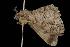  ( - Moth 156.03CC)  @12 [ ] CreativeCommons - Attribution (2010) Unspecified Centre for Biodiversity Genomics
