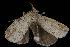  ( - Moth 161.03CC)  @12 [ ] CreativeCommons - Attribution (2010) Unspecified Centre for Biodiversity Genomics