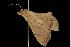  ( - Moth 173.03CC)  @12 [ ] CreativeCommons - Attribution (2010) Unspecified Centre for Biodiversity Genomics