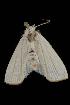 ( - Moth 188.03CC)  @13 [ ] CreativeCommons - Attribution (2010) Unspecified Centre for Biodiversity Genomics