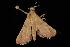  ( - Moth 051.03LZ)  @13 [ ] CreativeCommons - Attribution (2010) Unspecified Centre for Biodiversity Genomics